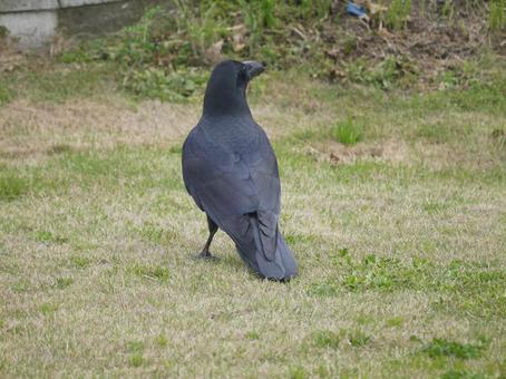 きれいな背中の写真