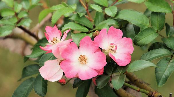 河津バカテル公園　秋バラ 薔薇,秋,花の写真素材