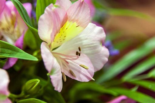 アルストロメリア5（田原市）の写真