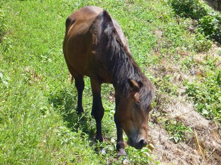 都井岬の野生馬の写真