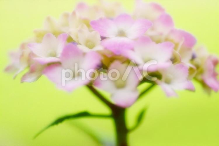 美しい紫陽花_ソフトイメージ 紫陽花,あじさい,アジサイの写真素材