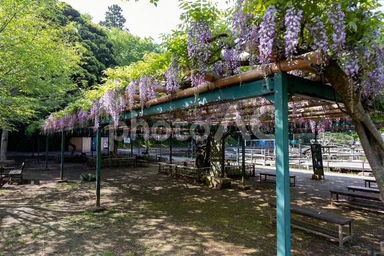 野田市清水公園の池の横の紫色の藤棚 藤の花,藤棚,紫色の写真素材