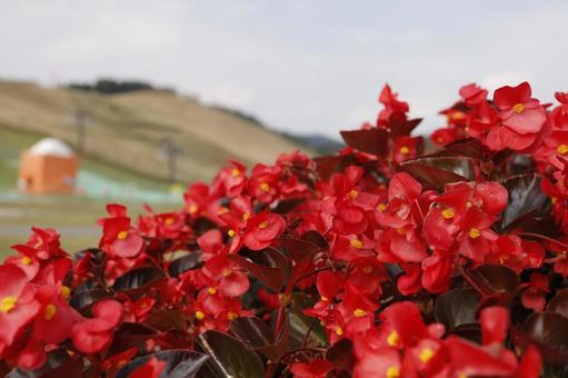 赤いお花 赤いお花の写真