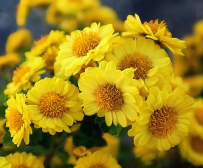 お茶にもされる 小菊,花,flowerの写真素材