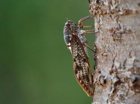 夏アブラゼミ 夏アブラゼミ アブラゼミ,昆虫,セミの写真素材