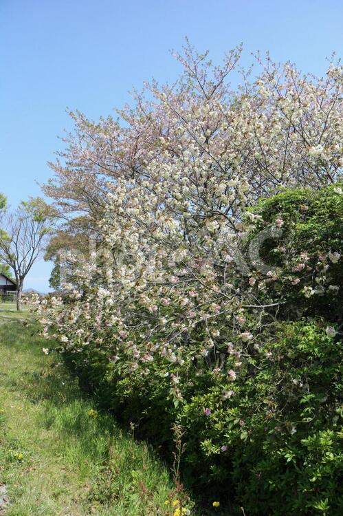 八重桜の並木道 やえざくら,さくら,桜並木の写真素材