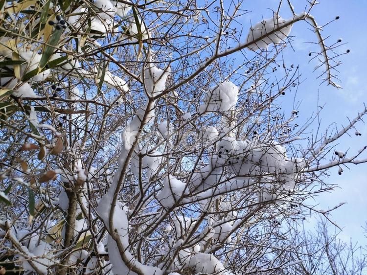 青空と枝と積もった雪 冬,自然,冷たいの写真素材