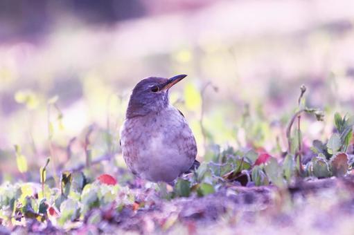 草原に降りた野鳥のシロハラ 草原に降りた野鳥のシロハラ 野鳥,シロハラ,冬の写真素材