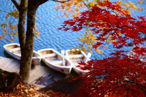 日本の秋 日本の秋 紅葉,行楽,モミジの写真素材