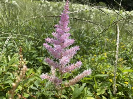アスチルベの花 アスチルベの花の写真