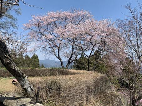 桜 桜の写真