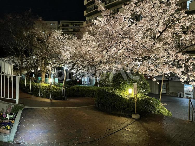 夜桜 夜桜,桜,さくらの写真素材