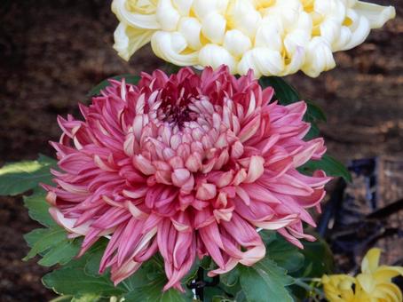 【風景写真】福山菊花展覧会の風景 キク,菊,菊花展の写真素材