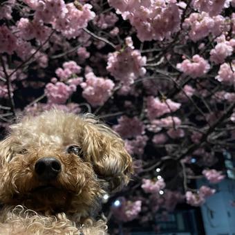 桜と犬 トイプードル,子犬,可愛いの写真素材