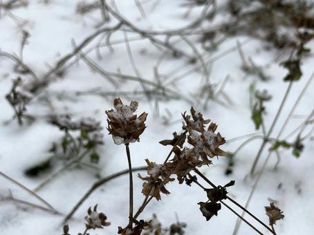 雪 雪の写真