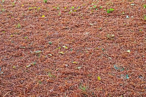 針葉樹 落ち葉 紅葉 針葉樹 落ち葉 紅葉 の写真