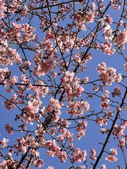 早咲きの桜 早咲きの桜の写真