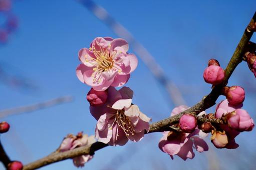 Photo, spring, red plum, plum blossom, 
