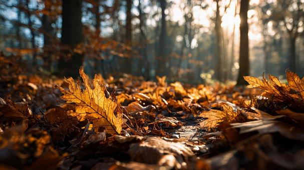 穏やかな陽射しが注ぐ紅葉の風景 穏やかな陽射しが注ぐ紅葉の風景の写真