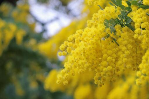 ミモザ　春の花 ミモザ,春,花の写真素材