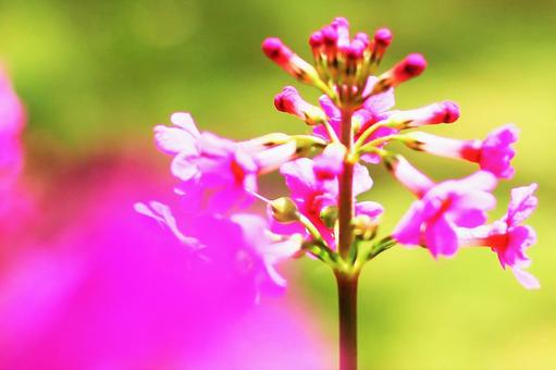 渓流にひっそりと咲くクリンソウの写真