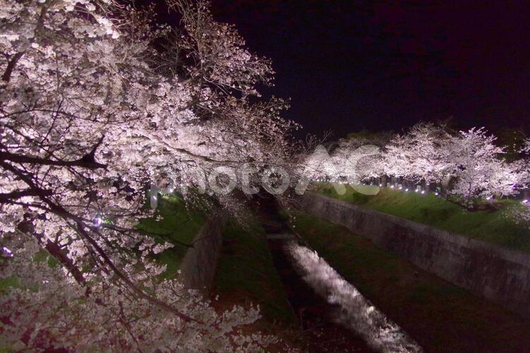 並木夜桜と川の水面に映る桜 チェリー,木,花の写真素材