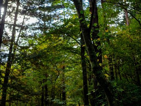 烏川渓谷緑地の森林 ハイキング,山,森林の写真素材
