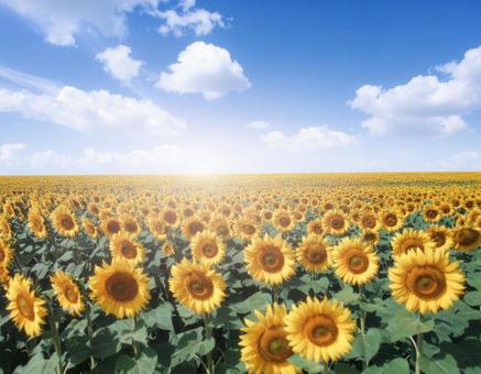 夏 ひまわり 花畑 自然 青空 美しい 夏 ひまわり 花畑 自然 青空 美しいの写真