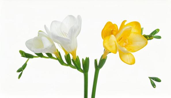 フリージアの花 フリージアの花の写真