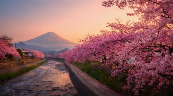 桜と富士山の夕景 桜と富士山の夕景の写真