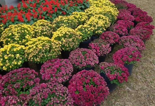 植え込み花 植え込み花 花,黄色,赤の写真素材