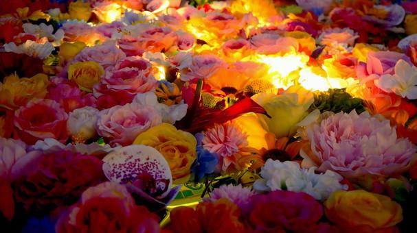 幻想的!ライトアップされた花々 幻想的!ライトアップされた花々の写真