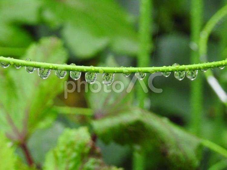 野菜の支柱についた水滴 しずく,雨,自然の写真素材