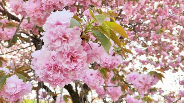 牡丹桜 牡丹桜の写真