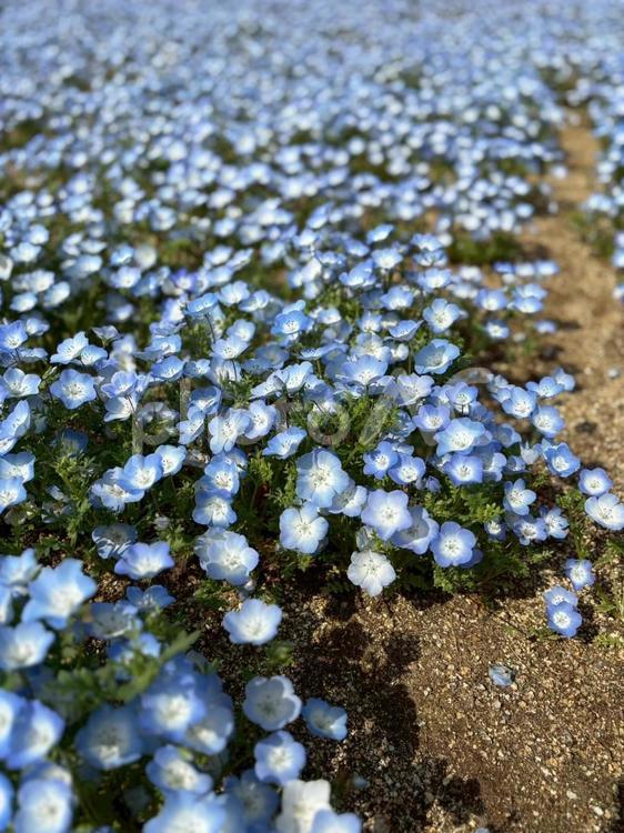 ネモフィラ２　青のじゅうたん ネモフィラ,春,花の写真素材