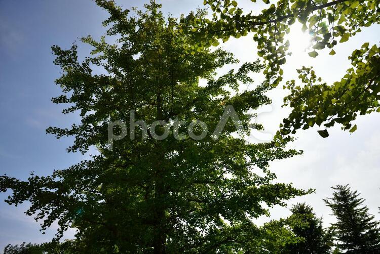 晴れた日の緑の銀杏の木と空 日本,風景,景色の写真素材