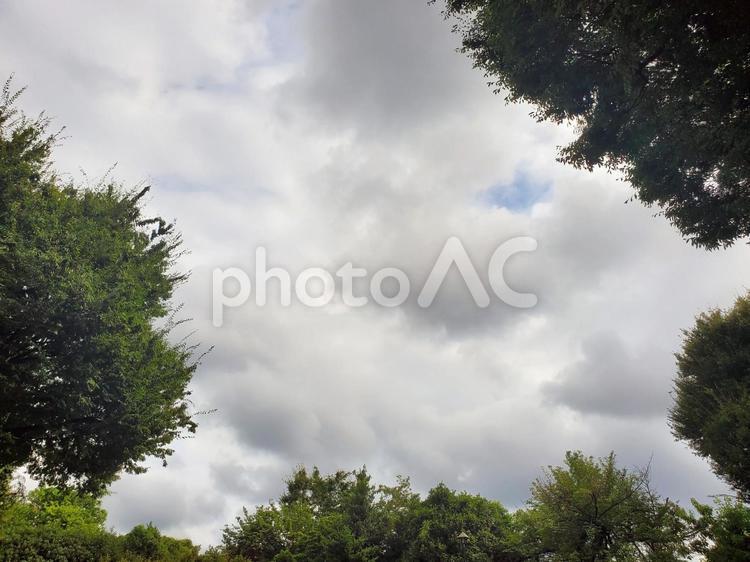 空と雲と木のフレーム写真 木,空,雲の写真素材