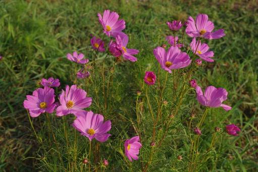 コスモスの写真