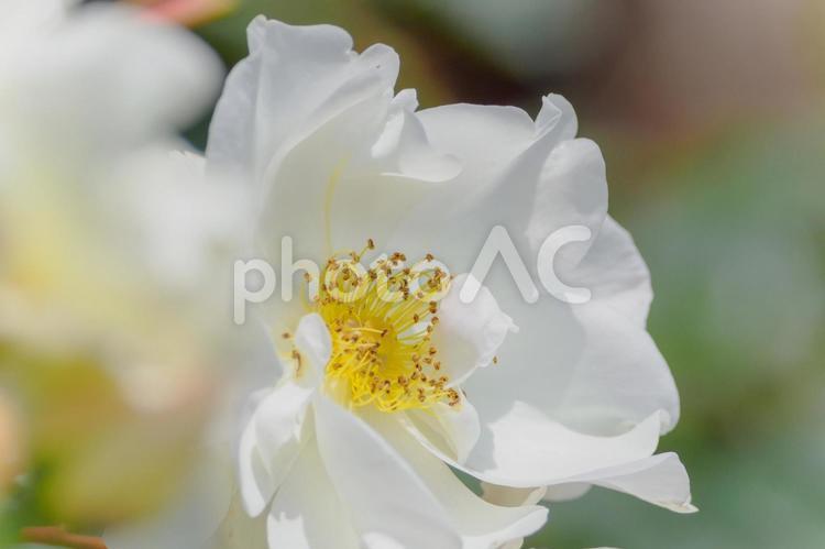 蔵王のバラ-ソフトバージョン36 花,薔薇,バラの写真素材