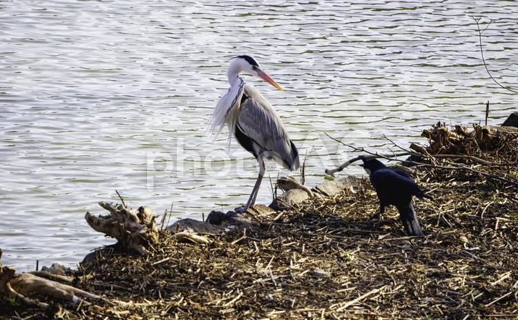 カラスに威嚇されるアオサギ カラス,アオサギ,威嚇の写真素材