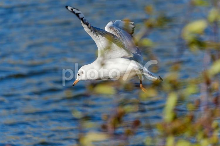 水面を舞う白い翼 ユリカモメ,鳥,水面の写真素材