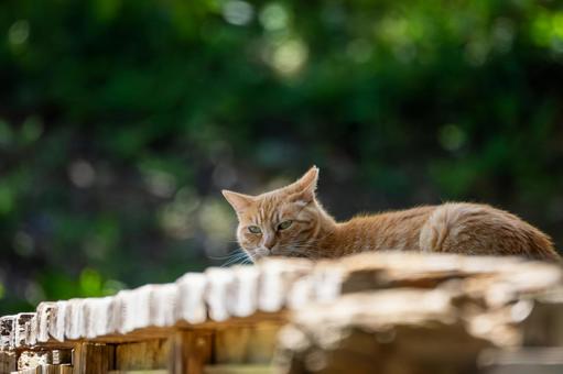 猫(111) 猫(111)の写真