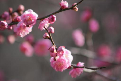 梅の花 梅の花の写真
