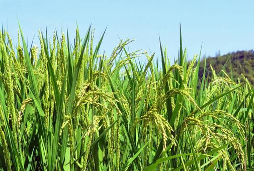 夏の稲穂 夏の稲穂の写真