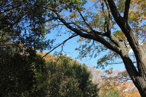 自然の恵み 秋,木,木材の写真素材