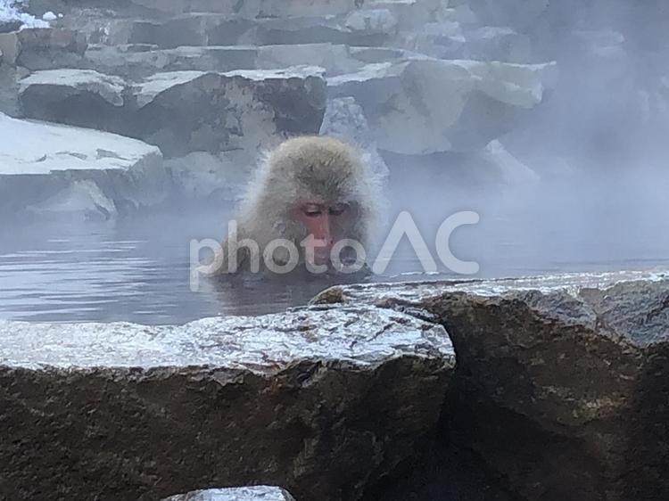 地獄谷野猿公苑　猿　温泉4 地獄谷野猿公苑,温泉,猿の写真素材