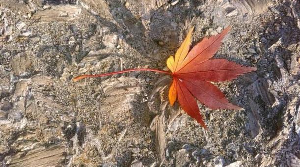 紅葉 紅葉の写真