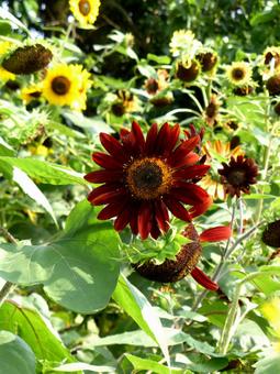 花壇に咲く赤い品種のヒマワリの写真