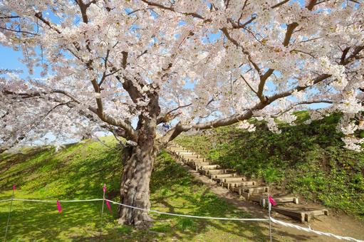 五稜郭公園の桜 ソメイヨシノ,染井吉野,五稜郭の写真素材
