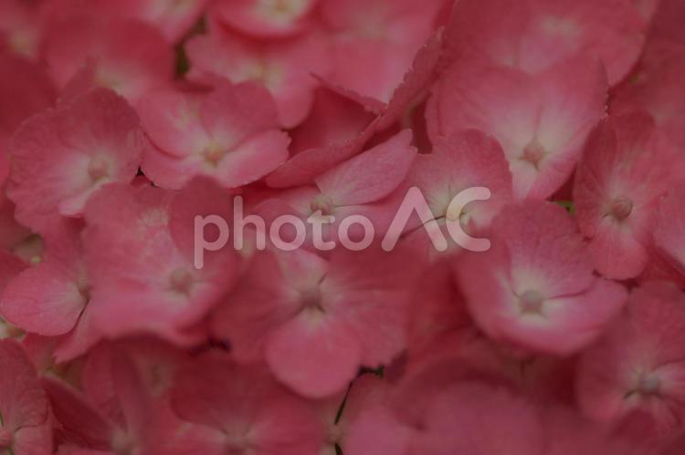 ピンクのアジサイの花の背景素材 アジサイ,花,6月の写真素材